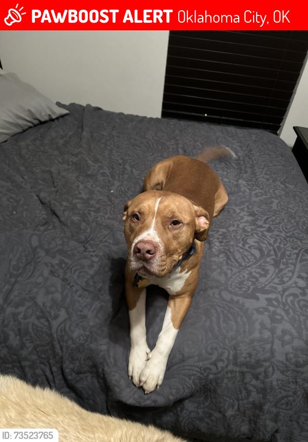 Lost Male Dog last seen N Douglas and 63rd, Oklahoma City, OK 73049