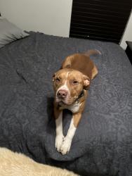 Lost Male Dog last seen N Douglas and 63rd, Oklahoma City, OK 73049