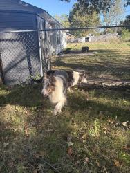 Found/Stray Unknown Dog last seen MT Gap, Huntsville, AL 35803