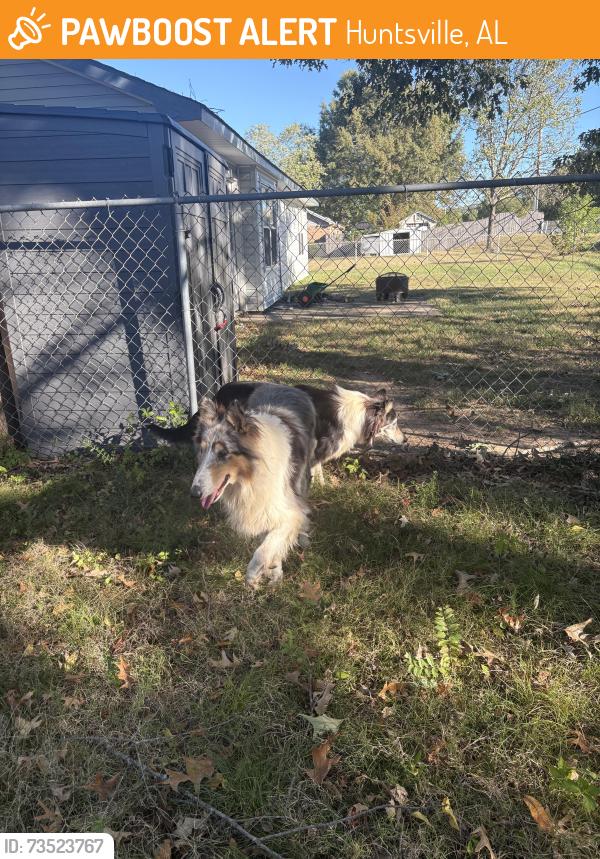 Found/Stray Unknown Dog last seen MT Gap, Huntsville, AL 35803