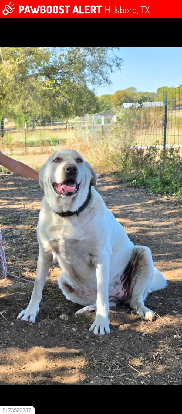 Lost Female Dog last seen FM 2959 and HCR 4235, Hillsboro, TX 76645