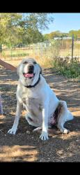 Lost Female Dog last seen FM 2959 and HCR 4235, Hillsboro, TX 76645