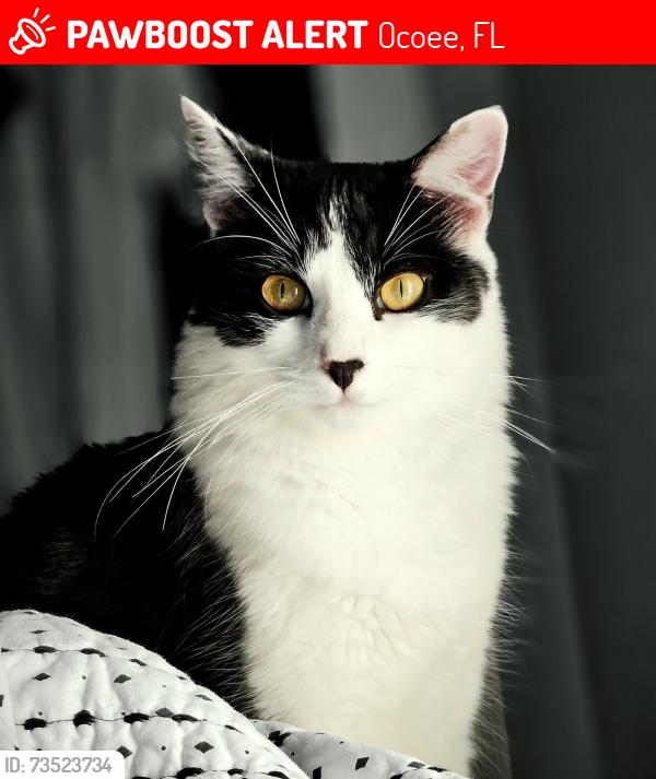 Lost Male Cat last seen Carriage Oaks neighborhood off AD Mims, Ocoee, FL 34761
