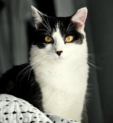 Lost Male Cat last seen Carriage Oaks neighborhood off AD Mims, Ocoee, FL 34761