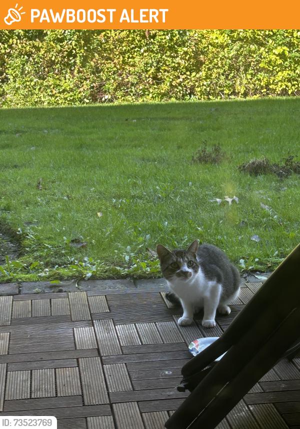 Found/Stray Unknown Cat last seen Foxmoor, Robbinsville Township, NJ 08691
