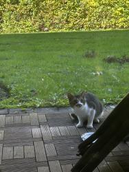 Found/Stray Unknown Cat last seen Foxmoor, Robbinsville Township, NJ 08691