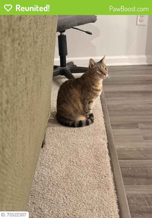 Reunited Female Cat last seen Summerdale, Fuquay-Varina, NC 27526