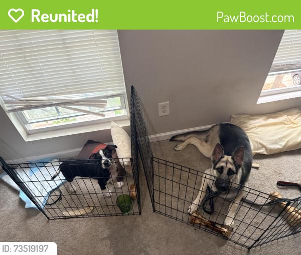 Reunited Female Dog last seen Veterans memorial, Mableton, GA 30126