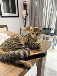 Found/Stray Male Cat last seen oquinn park, Hialeah, FL 33010