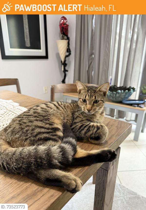 Found/Stray Male Cat last seen oquinn park, Hialeah, FL 33010