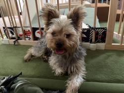 Found/Stray Male Dog last seen 55th and mountain view rd, Glendale, AZ 85301