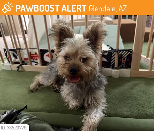 Found/Stray Male Dog last seen 55th and mountain view rd, Glendale, AZ 85301