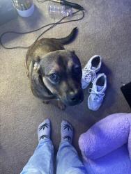 Found/Stray Male Dog last seen 15th St, Huntington, WV 25701