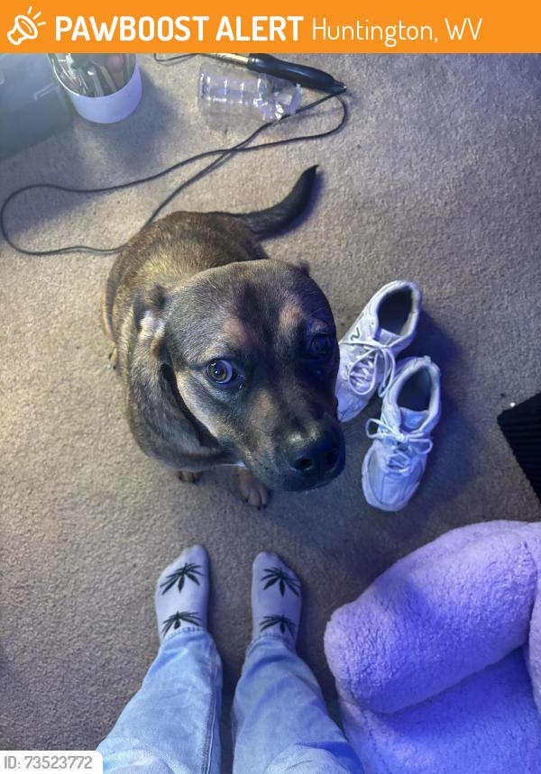 Found/Stray Male Dog last seen 15th St, Huntington, WV 25701