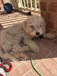 Found/Stray Male Dog last seen On the street, Grand Prairie, TX 75052