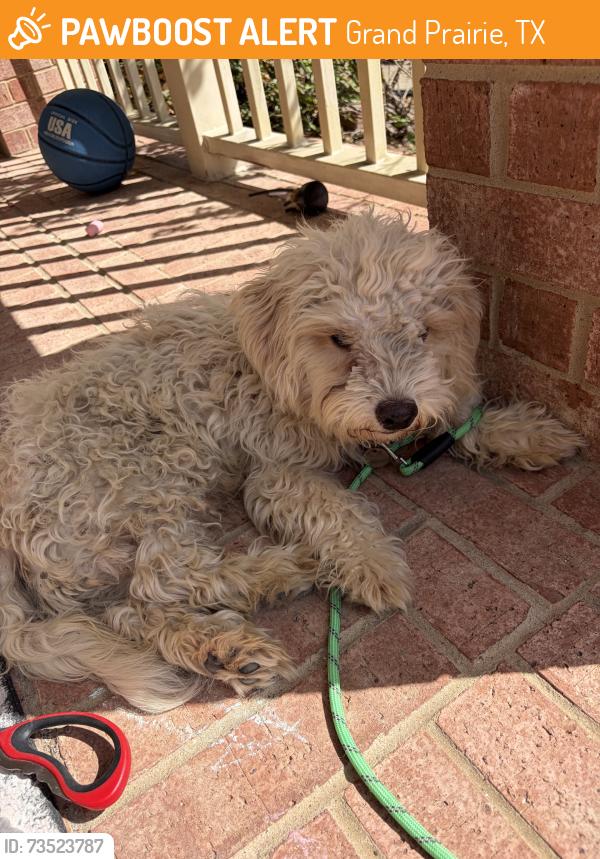 Found/Stray Male Dog last seen On the street, Grand Prairie, TX 75052