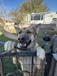 Found/Stray Male Dog last seen P street and Inyo, Mojave, CA 93501