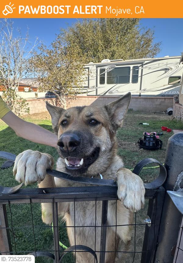 Found/Stray Male Dog last seen P street and Inyo, Mojave, CA 93501