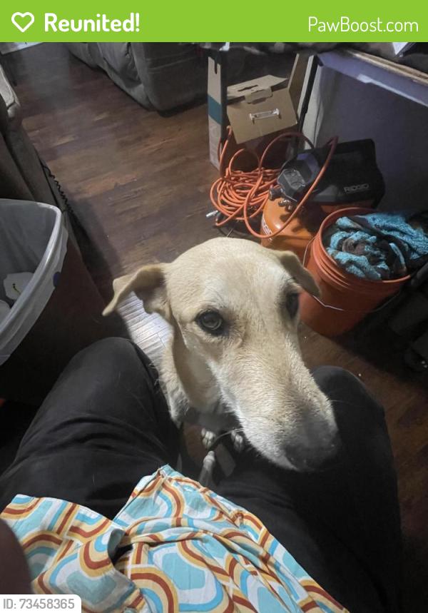 Reunited Female Dog last seen Allen Genoa and Richey St., Pasadena, TX 77502