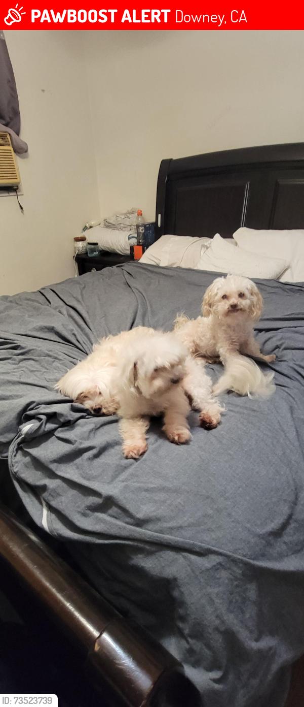Lost Male Dog last seen Downey, Downey, CA 90280