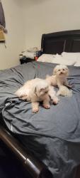Lost Male Dog last seen Downey, Downey, CA 90280