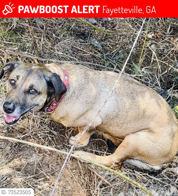 Lost Female Dog last seen Christ Church of Fayetteville, Redwine Rd, Fayetteville, GA 30215