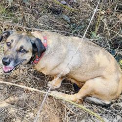 Lost Female Dog last seen Christ Church of Fayetteville, Redwine Rd, Fayetteville, GA 30215
