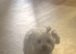 Found/Stray Unknown Dog last seen Hemphill Fort Worth Tx 76110, Fort Worth, TX 76110