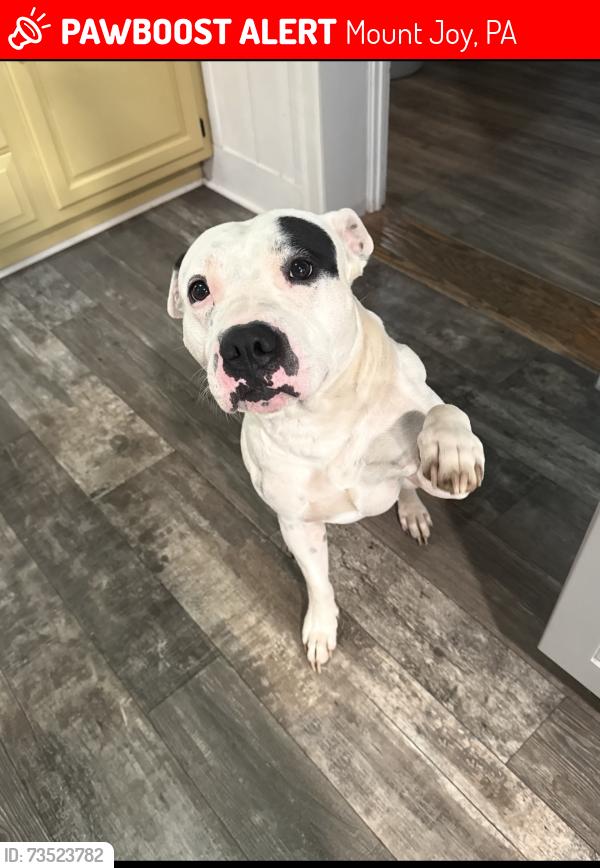 Lost Male Dog last seen Beanies bar and grill, Mount Joy, PA 17552