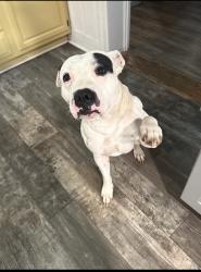 Lost Male Dog last seen Beanies bar and grill, Mount Joy, PA 17552
