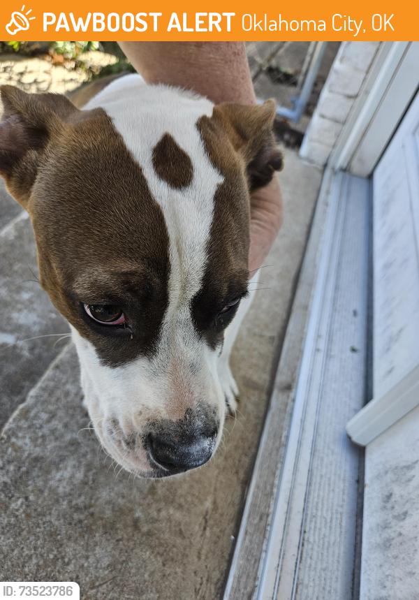 Found/Stray Male Dog last seen NW 20th & Penn, Oklahoma City, OK 73107