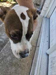 Found/Stray Male Dog last seen NW 20th & Penn, Oklahoma City, OK 73107