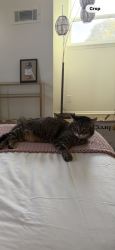 Lost Female Cat last seen Woodmoor dr. And webberville, Austin, TX 78721