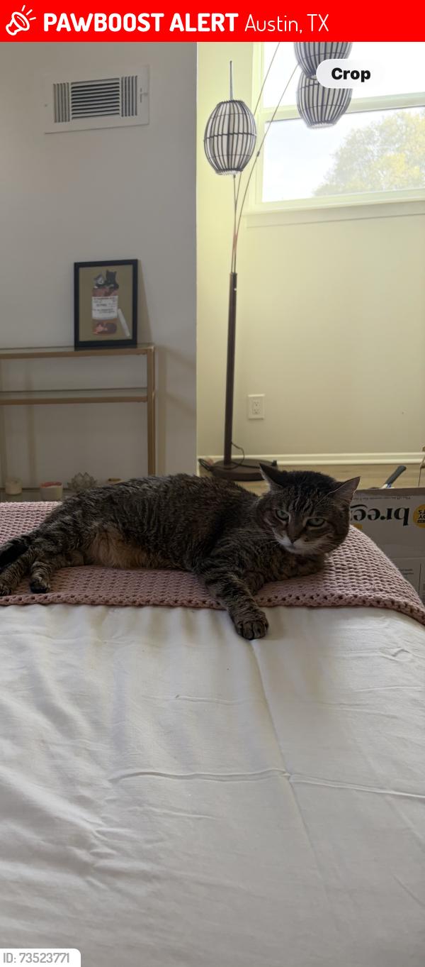 Lost Female Cat last seen Woodmoor dr. And webberville, Austin, TX 78721