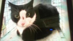 Shelter Stray Female Cat last seen CHARLOTTE, 8315 Byrum Dr, Charlotte, NC 28217, USA