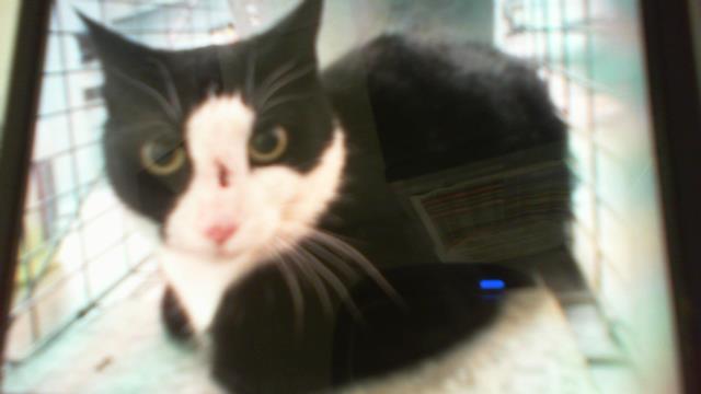 Shelter Stray Female Cat last seen CHARLOTTE, 8315 Byrum Dr, Charlotte, NC 28217, USA