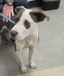 Shelter Stray Male Dog last seen , 14409 Vanowen St, Van Nuys, CA 91405, USA