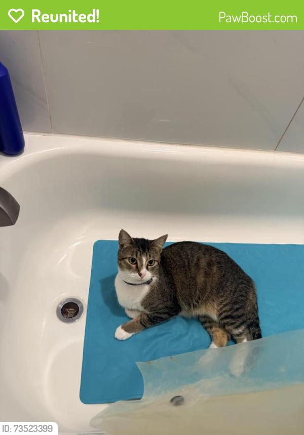 Reunited Male Cat last seen Graham park, Greenville, TX 75401