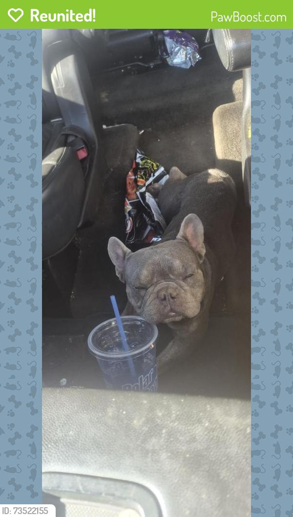 Reunited Male Dog last seen Tenth and palm Ave, Beaumont, CA 92223