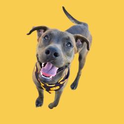Shelter Stray Male Dog last seen Near BLOCK E CURNOW RD, BAKERSFIELD CA 93307, 3951 Fruitvale Ave, Bakersfield, CA 93308, USA