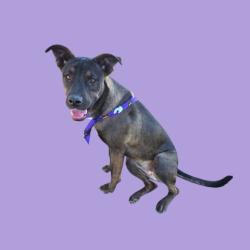 Shelter Stray Female Dog last seen Near BLOCK E CURNOW RD, BAKERSFIELD CA 93307, 3951 Fruitvale Ave, Bakersfield, CA 93308, USA