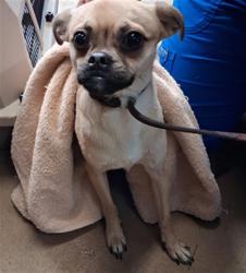 Shelter Stray Female Dog last seen MAIN STREET AND MELROSE AVE, 130 Beyer Way, Chula Vista, CA 91911, USA