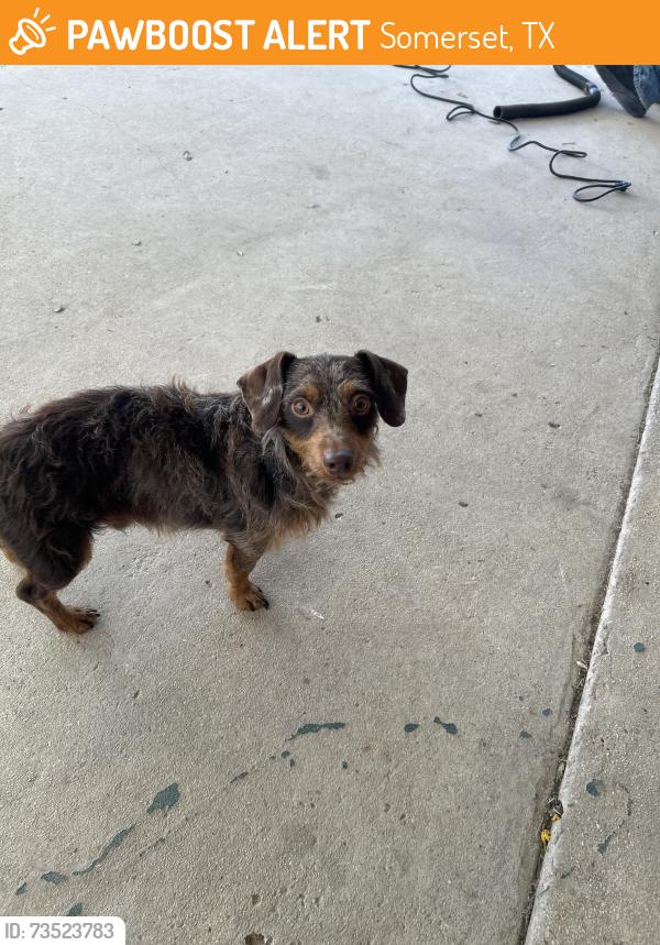 Found/Stray Male Dog last seen Near, Somerset, TX 78069