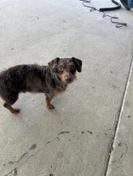 Found/Stray Male Dog last seen Near, Somerset, TX 78069