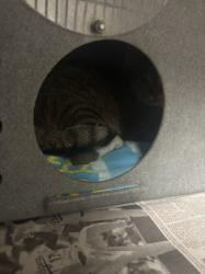 Shelter Stray Male Cat last seen , West Valley Animal Shelter, 20655 Plummer St, Chatsworth, CA 91311, USA