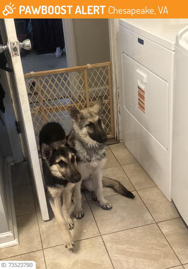 Found/Stray Unknown Dog last seen West road by airport, Chesapeake, VA 23323