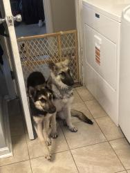 Found/Stray Unknown Dog last seen West road by airport, Chesapeake, VA 23323