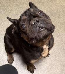 Shelter Stray Male Dog last seen NORTH PEARL ST, 2020 Forest St, Jacksonville, FL 32204, USA