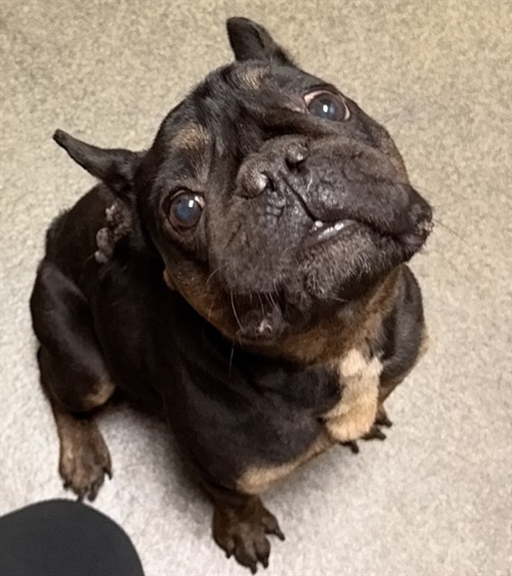 Shelter Stray Male Dog last seen NORTH PEARL ST, 2020 Forest St, Jacksonville, FL 32204, USA
