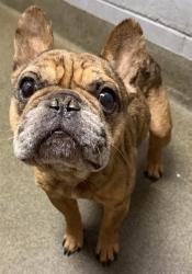 Shelter Stray Male Dog last seen NORTH PEARL ST, 2020 Forest St, Jacksonville, FL 32204, USA